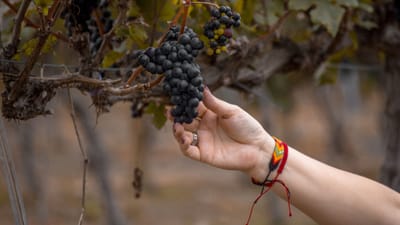 Gros plan sur une main cueillant des raisins mûrs dans un vignoble, illustrant le processus de viticulture.