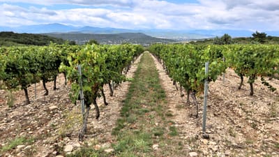 Rangs de vignes dans un vignoble pittoresque avec des montagnes en arrière-plan.
