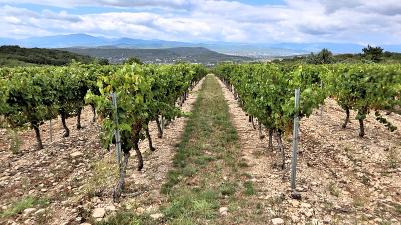 Rangs de vignes dans un vignoble pittoresque avec des montagnes en arrière-plan.