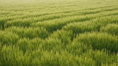 Beau champ de blé vert sous la lumière du jour, mettant en valeur une croissance luxuriante dans un cadre rural.
