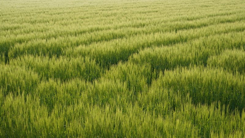 Beau champ de blé vert sous la lumière du jour, mettant en valeur une croissance luxuriante dans un cadre rural.