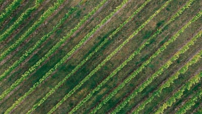 Photographie aérienne présentant des vignobles verdoyants avec des rangées diagonales pendant la saison d'automne.