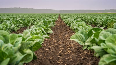 Champ de choux vaste dans la campagne, mettant en valeur une croissance agricole fraîche.