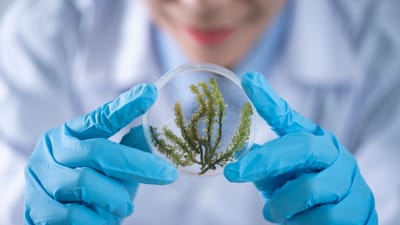 Gros plan d'un scientifique examinant des algues dans une boîte de Pétri, mettant en avant la recherche en biotechnologie.
