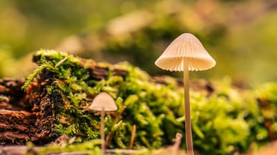 champignons, mousse, nature