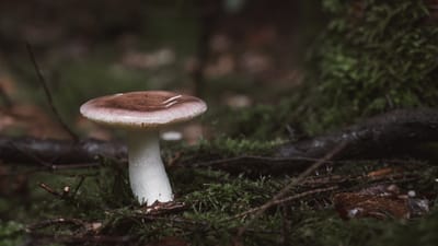 champignon, sol de la forêt, fond d'écran gratuit, arrière-plans sympas, fond d'écran 4k 1920x1080, fond d'écran nature, fond de nature, habitat boisé, beau fond d'écran, beauté naturelle, fond d'écran hd, fond d'écran windows, merveille écologique, mousse verte, nature, automne, macro, mycologie, fond d'écran mac, fond d'écran 4k, arrière-plan gratuit, fond d'écran complet hd, fond d'écran d'ordinateur portable, fond d'écran, belle nature, fonds d'écran, contexte