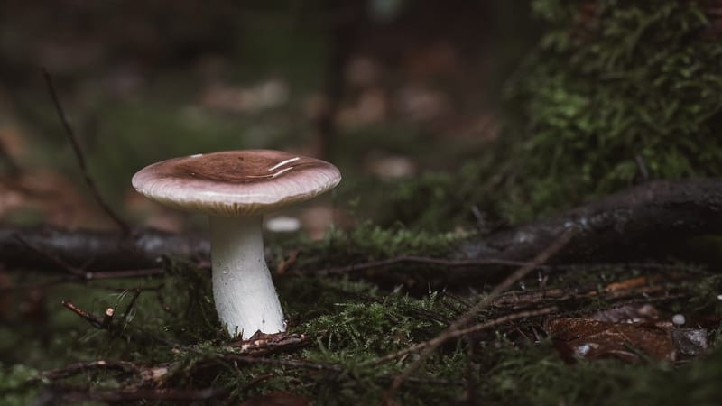 champignon, sol de la forêt, fond d'écran gratuit, arrière-plans sympas, fond d'écran 4k 1920x1080, fond d'écran nature, fond de nature, habitat boisé, beau fond d'écran, beauté naturelle, fond d'écran hd, fond d'écran windows, merveille écologique, mousse verte, nature, automne, macro, mycologie, fond d'écran mac, fond d'écran 4k, arrière-plan gratuit, fond d'écran complet hd, fond d'écran d'ordinateur portable, fond d'écran, belle nature, fonds d'écran, contexte
