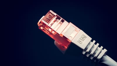 cat, la communication, ordinateur, ethernet, réseau, la mise en réseau, câble, bande passante, haut débit, relier, connexion, connecteur, les données, l'internet, la technologie, télécommunications, équipement, animal, animal de compagnie, fermer, bleu ordinateur, le bleu de la technologie, ordinateur portable bleu, bleu de données, réseau bleu, le bleu de la communauté, bleu internet, bleu de communication