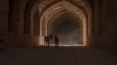 âne, nature, cheval, silhouette, couloir, chemin, désert, quadrupède, animal, l'iran, province de qom, parc national de kavir, photographie canon, vie, endroit magnifique, attraction touristique, asie, idée, créativité, capacité, création