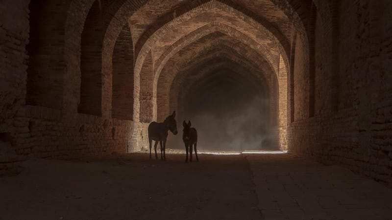 âne, nature, cheval, silhouette, couloir, chemin, désert, quadrupède, animal, l'iran, province de qom, parc national de kavir, photographie canon, vie, endroit magnifique, attraction touristique, asie, idée, créativité, capacité, création