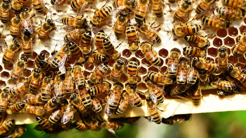 abeilles mellifères, insectes, ruche, ruche d'abeilles, abeilles ouvrières, apiculture, les abeilles, colonie, miel de capsulage, fermer, journée mondiale des abeilles
