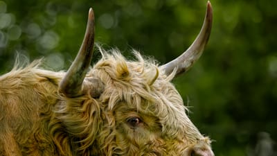 vache, bétail des hautes terres, vache des montagnes, bovins, bovine, ruminant, bétail, cornes, nature, mammifère, animal