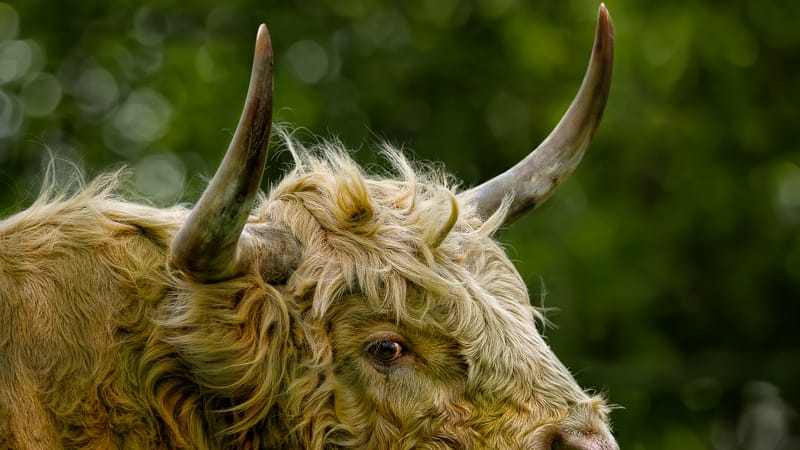 vache, bétail des hautes terres, vache des montagnes, bovins, bovine, ruminant, bétail, cornes, nature, mammifère, animal