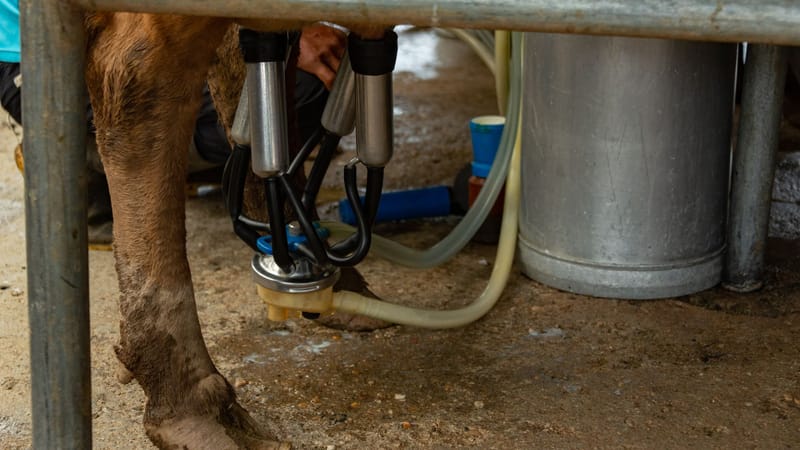 Gros plan sur une vache connectée à une machine à traire automatisée dans une ferme laitière, mettant en valeur la technologie agricole moderne.