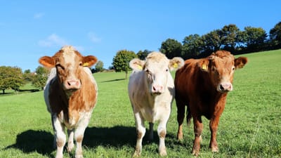Trois vaches se tenant dans un pré verdoyant par une journée ensoleillée, illustrant la vie à la ferme.