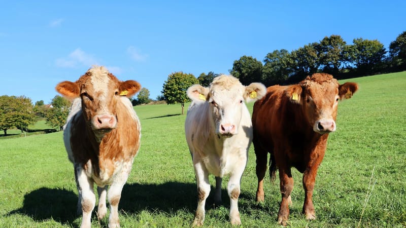 Trois vaches se tenant dans un pré verdoyant par une journée ensoleillée, illustrant la vie à la ferme.