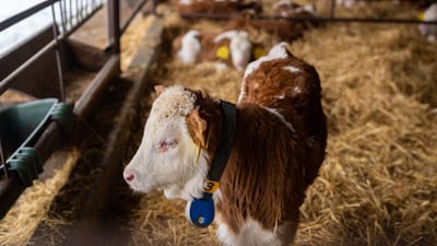 Un jeune veau debout dans une grange avec une litière de paille en Slovaquie. Idéal pour les thèmes agricoles.