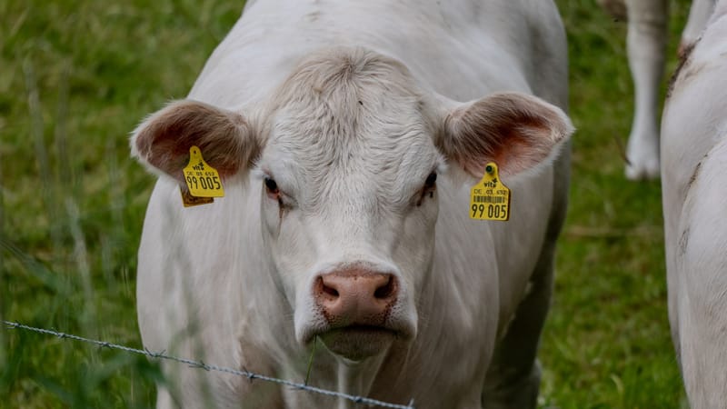 Portrait d'une vache Charolaise avec des boucles d'oreille d'identification dans un pâturage vert.