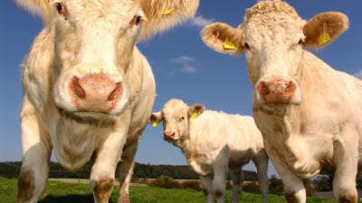 vaches, curieuse, bovins, bétail, agriculture, élevage bovin, pâturage, cultiver, nature, mammifères, les ruminants, animaux, monde animal, animaux de la ferme