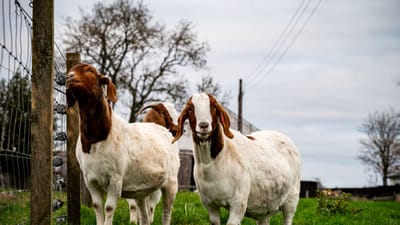 Deux chèvres Boer se tenant près d'une clôture dans un cadre rural pittoresque.