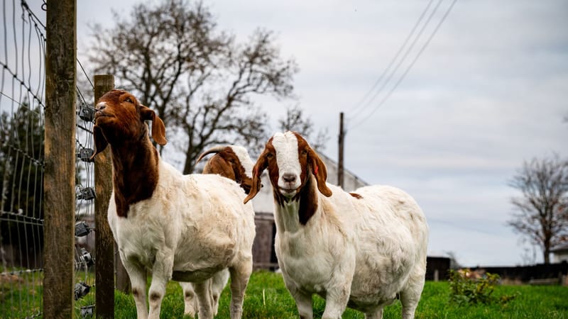 Deux chèvres Boer se tenant près d'une clôture dans un cadre rural pittoresque.
