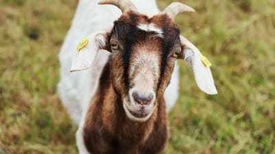 Une photo candide d'une chèvre avec des étiquettes sur les oreilles se tenant dans une prairie verdoyante.
