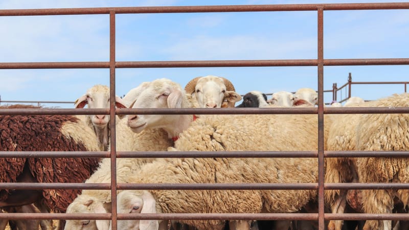 Un groupe de moutons rassemblés derrière une clôture en métal par une journée ensoleillée dans une ferme espagnole.