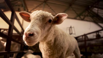 le mouton, agneau, l'élevage, bétail, animal, grange, nature, l'élevage d'animaux