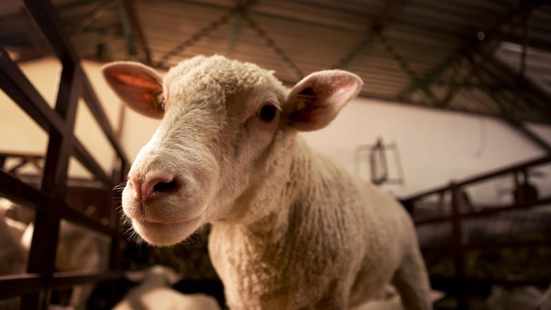 le mouton, agneau, l'élevage, bétail, animal, grange, nature, l'élevage d'animaux