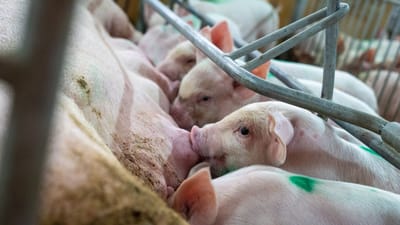 Gros plan de porcelets allaités par une truie dans un enclos de ferme, mettant en valeur la vie agricole.