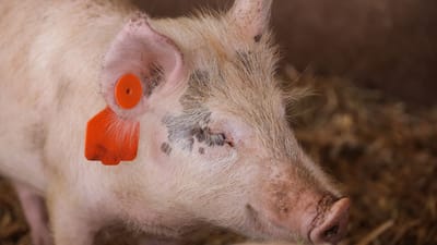 Un cochon domestique avec une étiquette d'oreille à la ferme, illustrant la vie agricole.