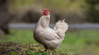 poulet, la volaille, bétail, animaux de la ferme, poule, coq, poulailler, production d'oeufs, production de viande, races de poulet, poulets fermiers, élevage de poulets, santé du poulet, comportement du poulet, élevage de poussins, l'alimentation des poulets, poulets de basse-cour, maladies du poulet, nature, anatomie du poulet, oiseau, élevage de volaille durable