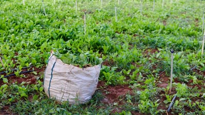 Champ vert à Bengaluru avec un sac d'épinards fraîchement récoltés au milieu de plantes vibrantes.