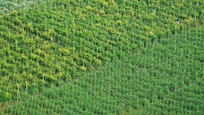 sur le terrain, cultive, ferme maraîchère, agriculture, légume