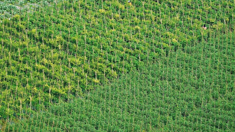 sur le terrain, cultive, ferme maraîchère, agriculture, légume