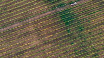 Vue aérienne d'un vignoble en automne avec un tracteur sur un chemin de terre entre les rangées de vigne.