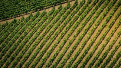 Vue aérienne diagonale de rangées de vignes vertes sous le soleil d'été.