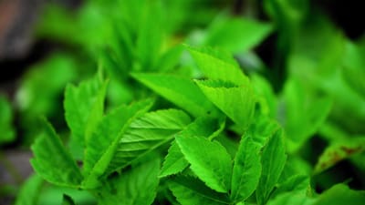cupide, herbes du jardin, herbes médicinales, santé, jardin, marguerite, plante herbacée, nature, pimenter, plante médicinale, herbes aromatiques, herb