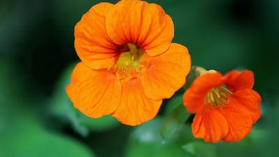 capucines, plante médicinale, herbes aromatiques, fleurs d'oranger, tropéole, fleurs, pétales, jardin, la nature, capucines, capucines, capucines, capucines, capucines