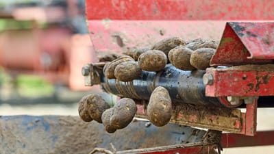 Gros plan sur des pommes de terre sur un convoyeur automatisé, illustrant le processus de récolte industrielle.
