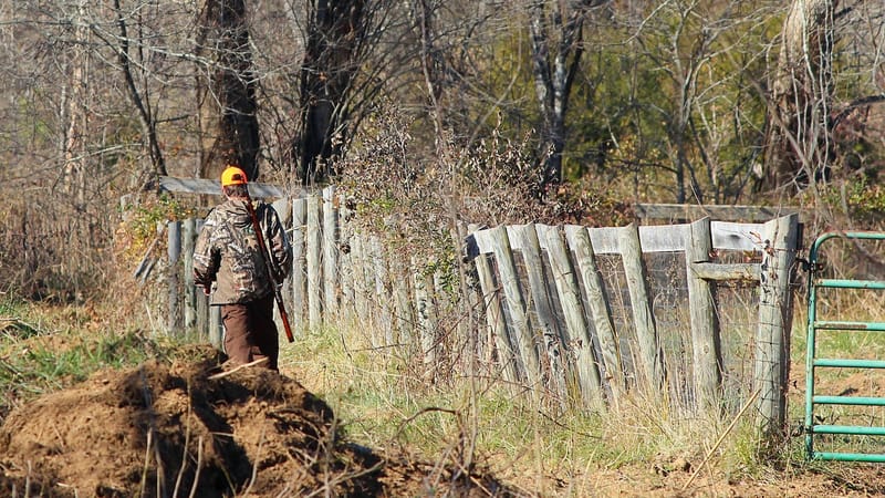 chasseur, chasse au cerf, fusil, camouflage, chasser, arme à feu, saison, mâle, ramure, queue blanche, forêt, jeu, sport, tournage, les bois, trophée, fusil à pompe, portée, étagère, visée, région sauvage, avoir pour but, homme, sauvage, baril, munition, chargé, arme, casquette, balle, gâchette, tirer, vue, animaux, claquer, faune, brun de jeu, brun sportif, brun de gibier, nature, brown jeux, brun pistolet