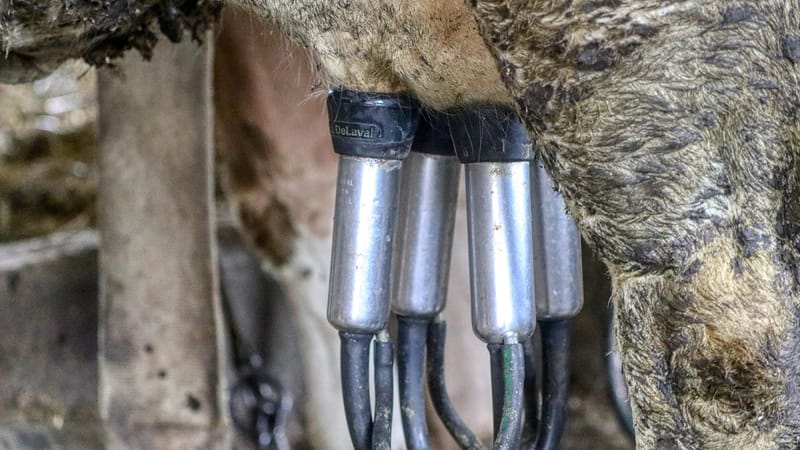 dairy, le lait, traite, produits laitiers, agriculture, pis, bovine, production de lait, animaux de ferme, lait de vache, cour de ferme, vache, récipient à lait, fabrication de fromage