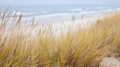dunes, mer, mer baltique, plage, littoral, nature, sable, gazon, côte, côtier, rive, dunes, dunes, dunes, dunes, dunes, mer, plage, plage, littoral, sable, sable