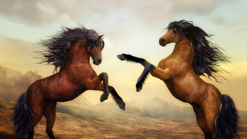 les chevaux, paire, chevaux sauvages, animaux, sauvage, étalon, nature, équestre, en crins de cheval, les équidés, mammifères, monde animal, peinture numérique, oeuvre numérique