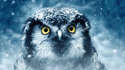 oiseau, hibou, faune, animal, nature, art numérique, aviaire