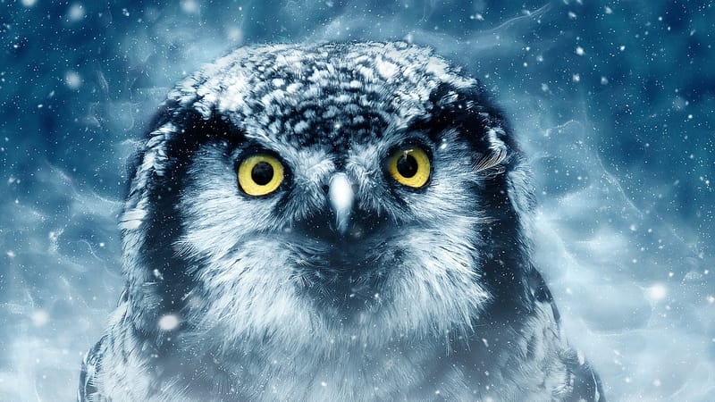 oiseau, hibou, faune, animal, nature, art numérique, aviaire