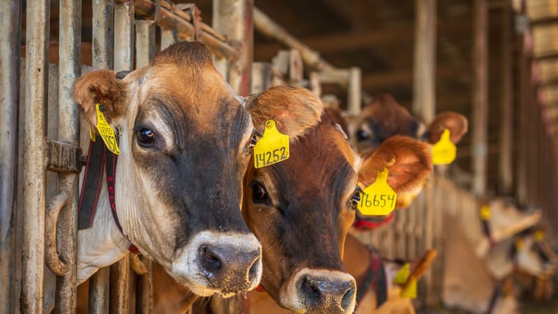 Gros plan sur des vaches brunes avec des étiquettes d'oreille dans une grange, montrant la gestion du bétail dans une ferme rurale.