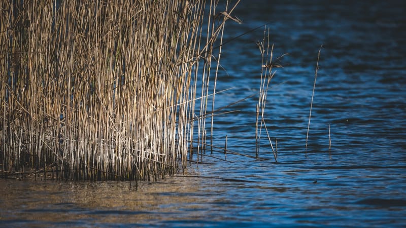 Image paisible de roseaux au bord d'un lac tranquille avec un éclairage doux.