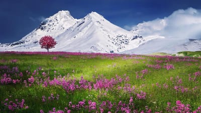 montagnes, alpes, prairie, fleurs pourpres, montagnes de neige, alpines, pic, sommet, paysage de montagne, paysage, des champs, nature, paysage, paysage, paysage, nature, nature, nature, nature, nature