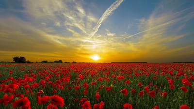 le coucher du soleil, coquelicots, sur le terrain, coquelicots rouges, champ de coquelicots, fleurs rouges, prairie, prairie fleurie, champ de fleurs, crépuscule, horizon, ciel, soleil, nature, ciel, soleil, soleil, soleil, nature, nature, nature, nature, nature